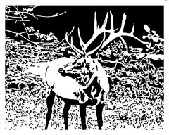 North American Elk