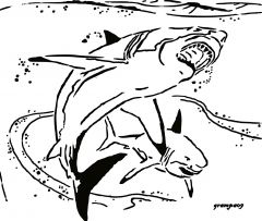 sharks