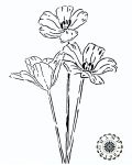 flowers/ req