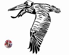 pelican