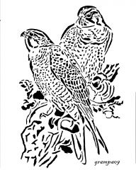 Peregrin Falcon