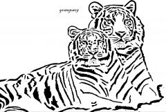 Bengal tigers