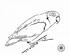 love bird