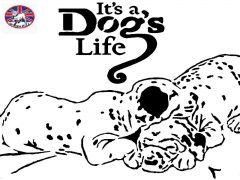 Its a dogs life
