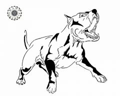 Pit bull