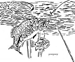 Fish from below