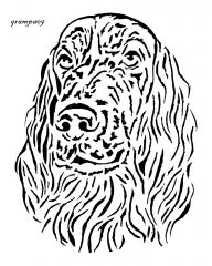 Red Setter