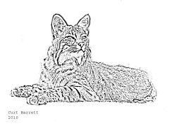 Bobcat