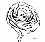 Rose2