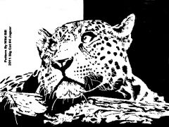 Big Cat #4 Jaguar