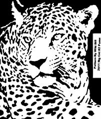 Big Cat #2 Puma