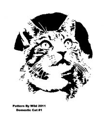 Domestic Cat #1