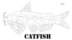 Catfish