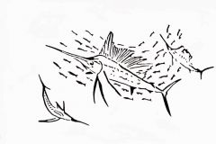 Sailfish