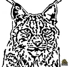Lynx