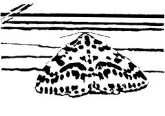 the magpie moth pattern