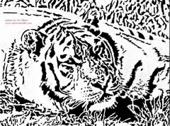 siberian tiger