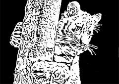 baby tiger