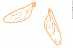 Bumble Bee intarsia wings