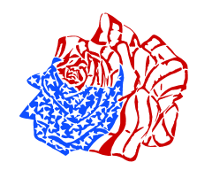 american rose