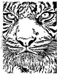 tigar face