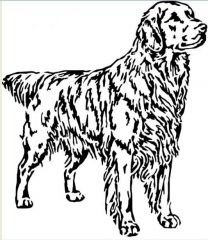 golden retriver
