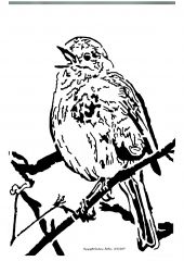 rotkehlchen   robin