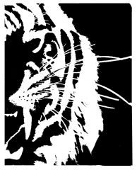 tiger face (right Side ) 2of 2