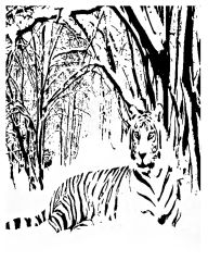 White Tiger