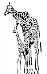 giraffes