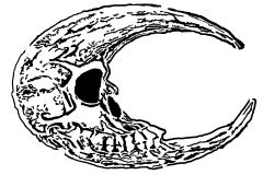 Moon skull 2