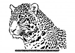 jaguar-head.jpg