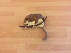 Common Dormouse