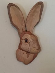 Hare (Jack Rabbit)