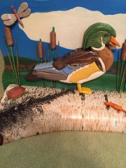 Segmented Wood Duck 8-25-2017
