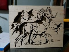 Rams