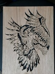 Owl