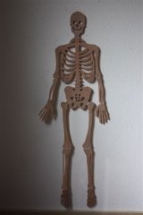 Skeleton