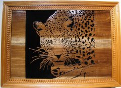India Leopard.JPG