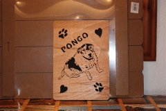 Pongo