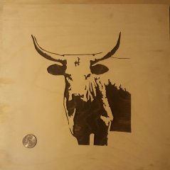 Long horn steer