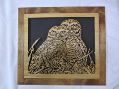 Burrowing Owls