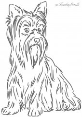 Yorkshire Terrier.