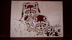 raccoons