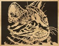 043-Cat
