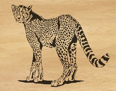 095-cheetah