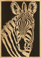 097-zebra