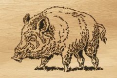 009-boar