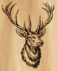 020-elk
