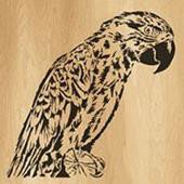 014-parrot